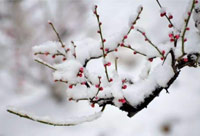 雪去春来，喜迎新一年